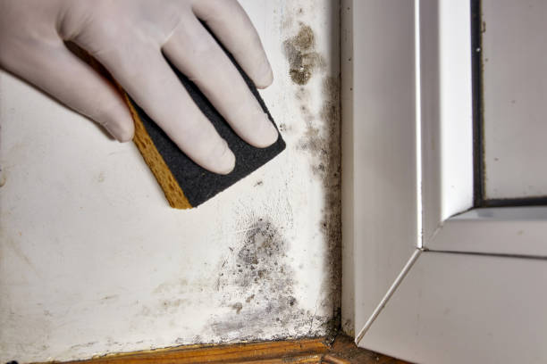 Best Basement Mold Removal  in Alderson, WV